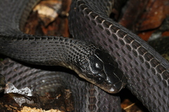 Congo File Snake photo 1