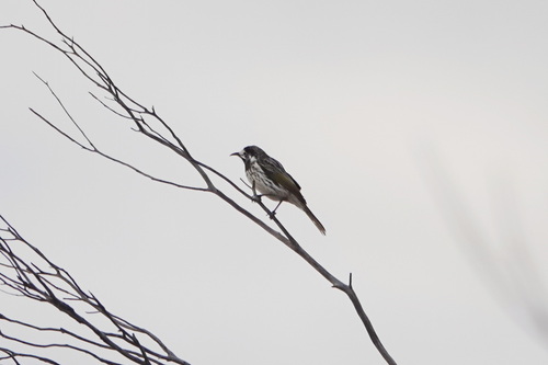 White-fronted Honeyeater (Purnella albifrons), photo 9