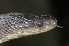 Congo File Snake photo 3