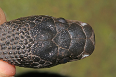 Congo File Snake photo 4