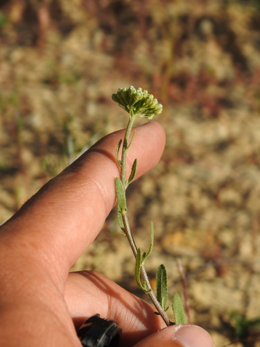 Image of Achillea ageratum by (c) Duarte Frade, some rights reserved (CC BY)