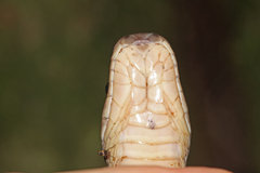 Congo File Snake photo 5