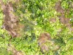 Ulva californica