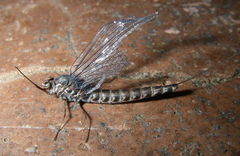 Siphlonurus
