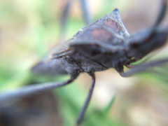 Leptoglossus zonatus