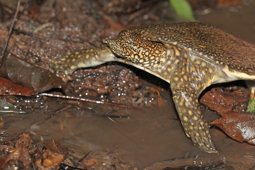 African Softshell Turtle