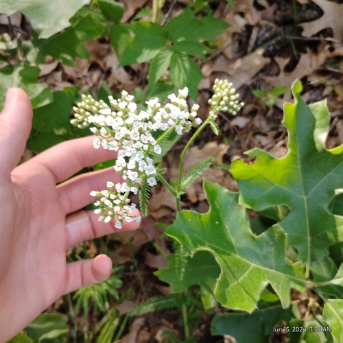 Image of Achillea gracilis by (c) Bryce, some rights reserved (CC BY)