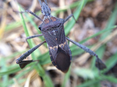 Leptoglossus zonatus