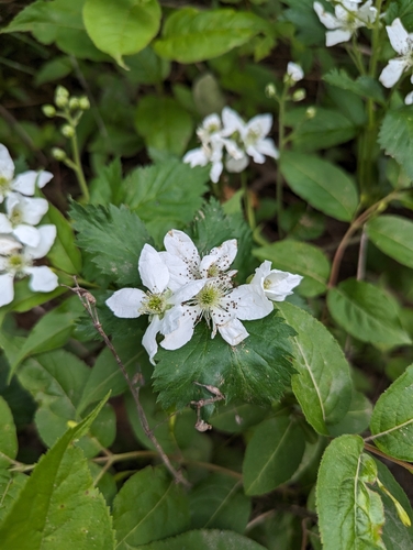 Image of Rubus recurvans by (c) Lorna Grant, some rights reserved (CC BY)