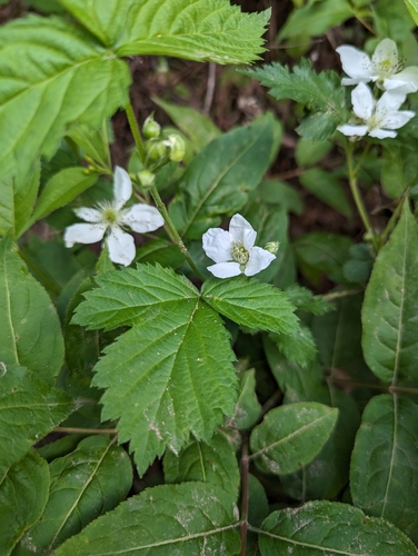Image of Rubus recurvans by (c) Lorna Grant, some rights reserved (CC BY)