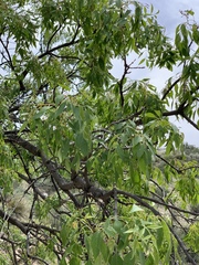 Fraxinus cuspidata