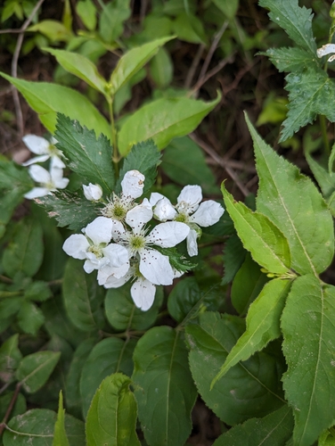 Image of Rubus recurvans by (c) Lorna Grant, some rights reserved (CC BY)