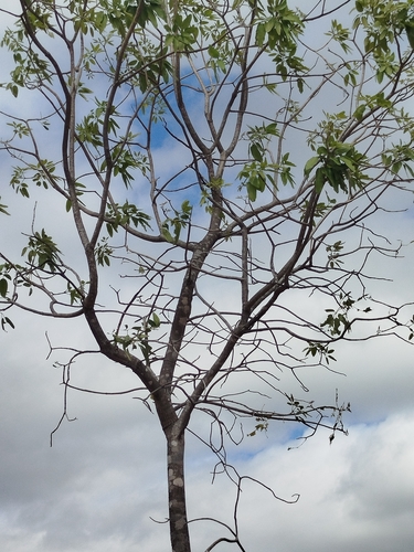 Handroanthus leucophloeus (Mart. ex DC.) Mattos 2