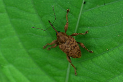 Curculio venosus