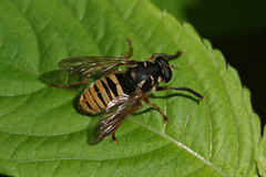 Temnostoma vespiforme