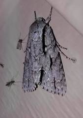 Acronicta lobeliae
