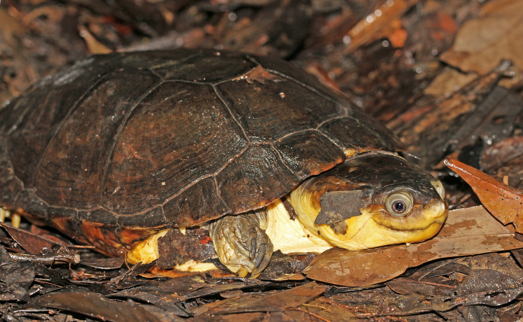 Gabon Mud Turtle