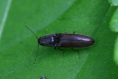 Athous haemorrhoidalis