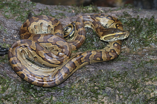 African Rock Python