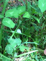 Lepyronia quadrangularis