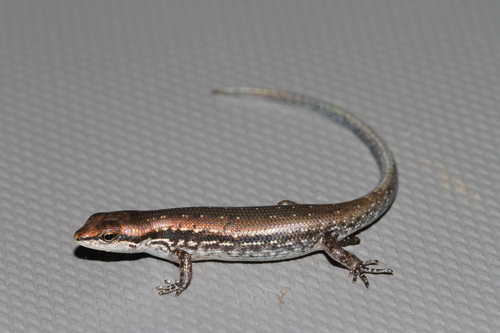 Peters' Lidless Skink