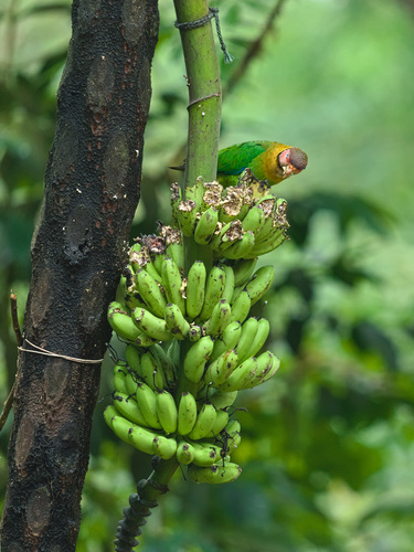 Rose-faced Parrot (Pyrilia pulchra), photo 10