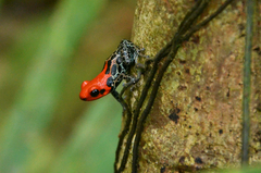 Ranitomeya reticulata