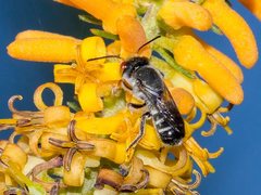 Megachile aurifrons