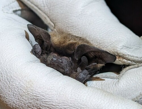 Angolan long-eared bat (Laephotis angolensis) — Data Deficient Mammalia