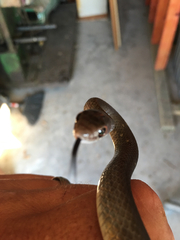 Coluber constrictor etheridgei