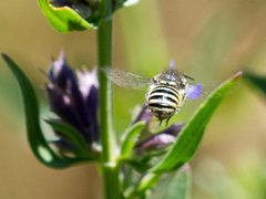 Pseudoanthidium repetitum
