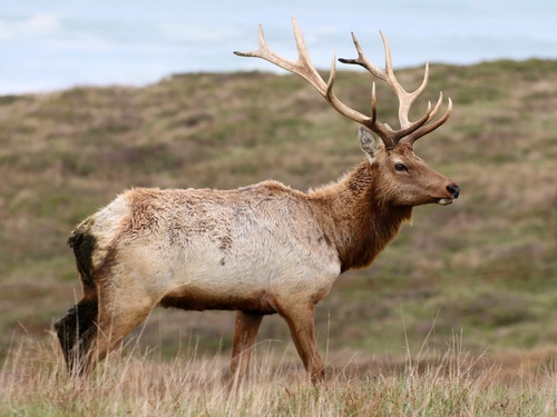 Wapiti