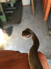 Coluber constrictor etheridgei