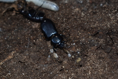 Odontotaenius