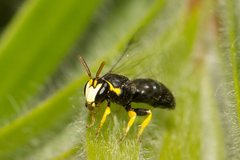 Hylaeus euxanthus
