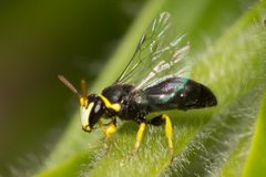 Hylaeus euxanthus