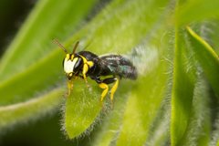 Hylaeus euxanthus