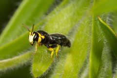 Hylaeus euxanthus