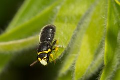 Hylaeus euxanthus
