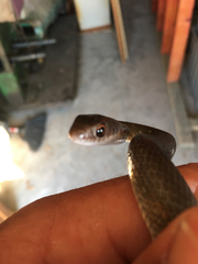 Coluber constrictor etheridgei