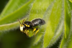 Hylaeus euxanthus
