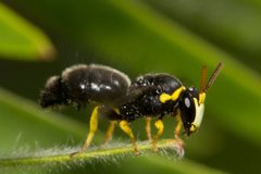 Hylaeus euxanthus