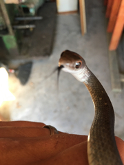 Coluber constrictor etheridgei