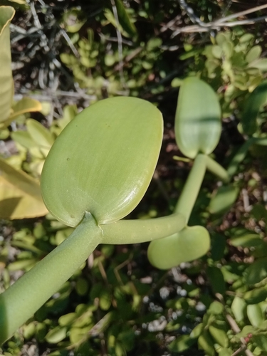 Image of Vanilla phaeantha by no rights reserved
