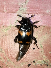 Nicrophorus sayi