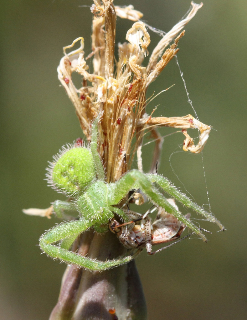Heriaeus hirtus