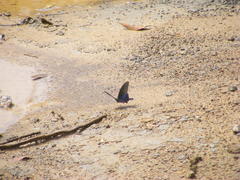 Papilio bianor thrasymedes