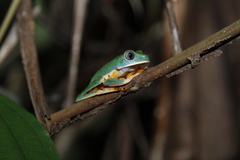 Callimedusa tomopterna