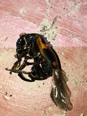 Nicrophorus sayi