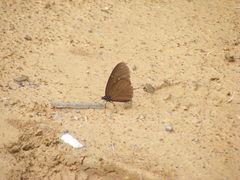 Euploea mulciber barsine
